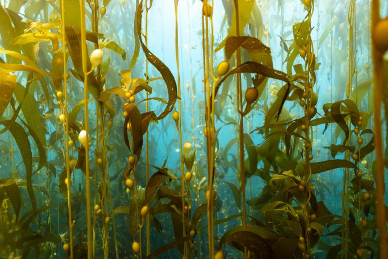 Brown kelp growing underwater