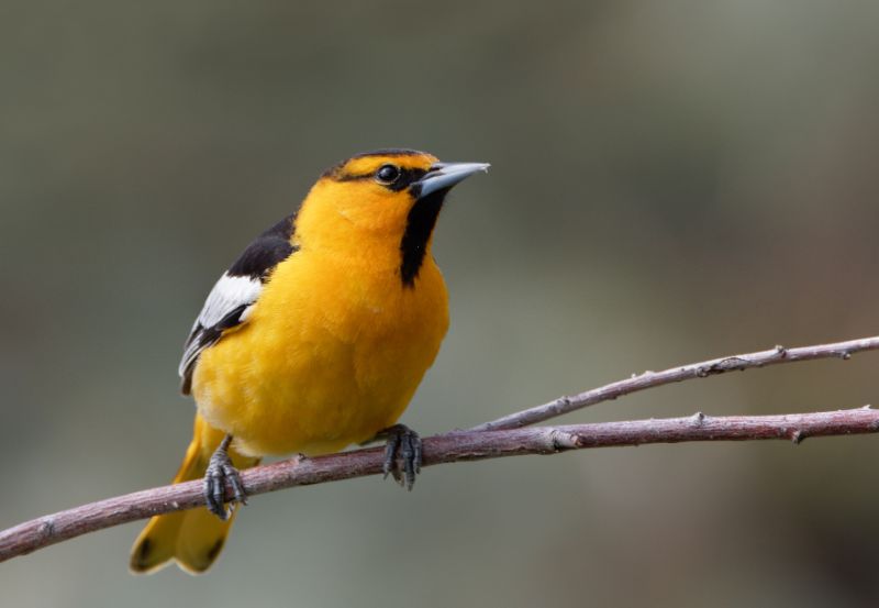 A Bullock's oriole rests on a branch