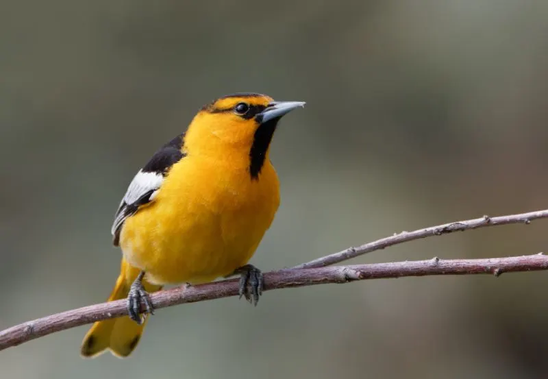 Bullock's oriole A Bullock's oriole rests on a branch