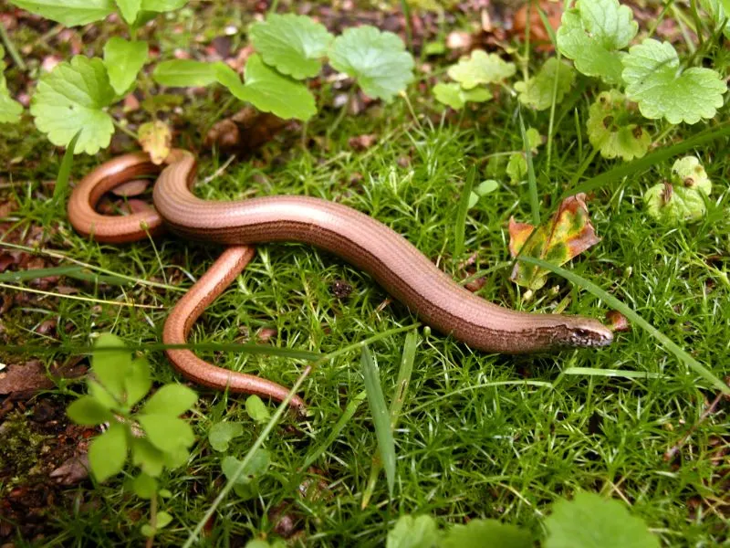 Caecilian crawling on the grass