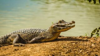Caiman Alligator