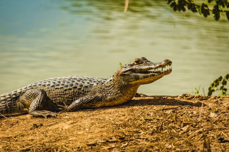 Caiman Alligator