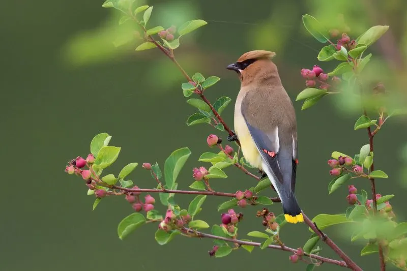 Cedar Waxwing among flowers