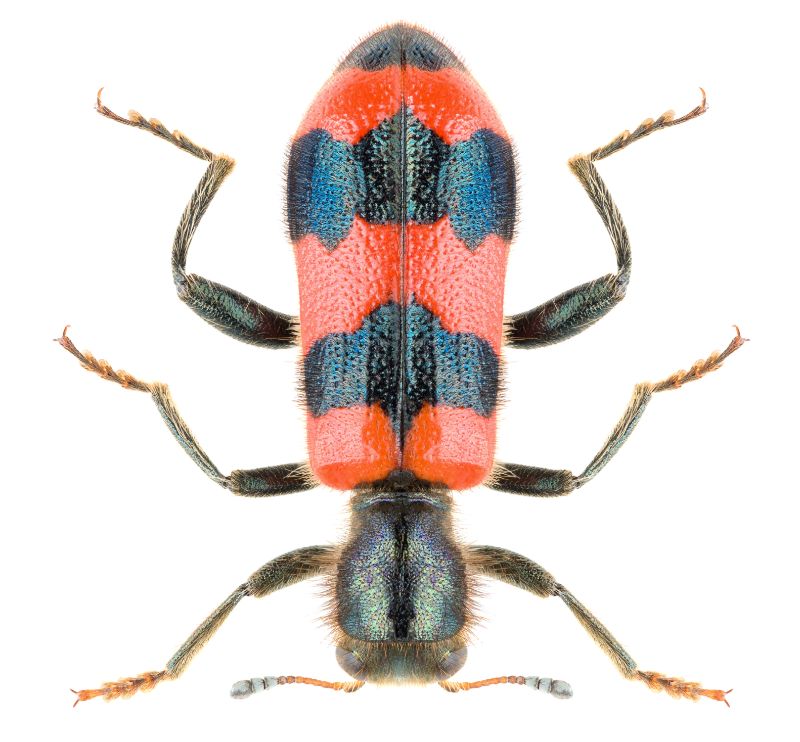 Checkered beetle Cleridae