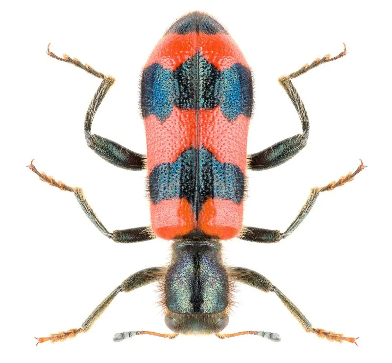 Checkered beetle Checkered beetle Cleridae