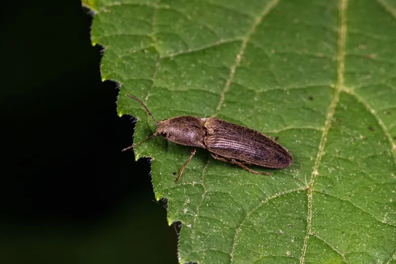 Click beetle on a leaf