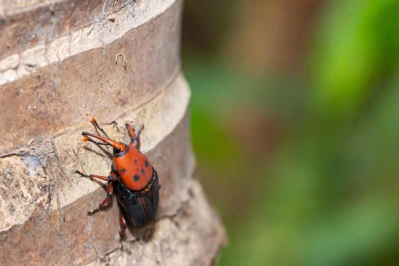 Coconut hispine beetle on a coconut tree