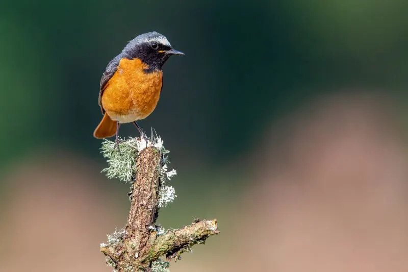 Common Redstart on a branch