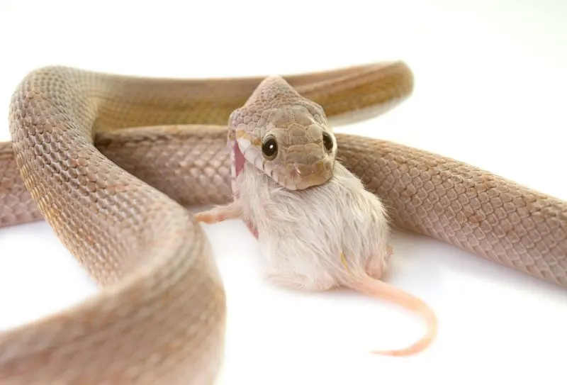 Corn snake eating mouse