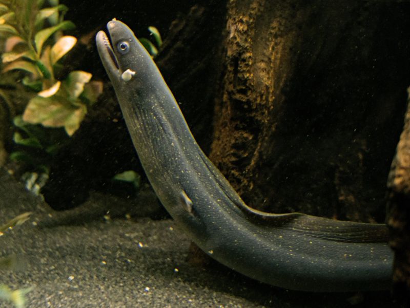 Cutthroat eel slithering and looking up