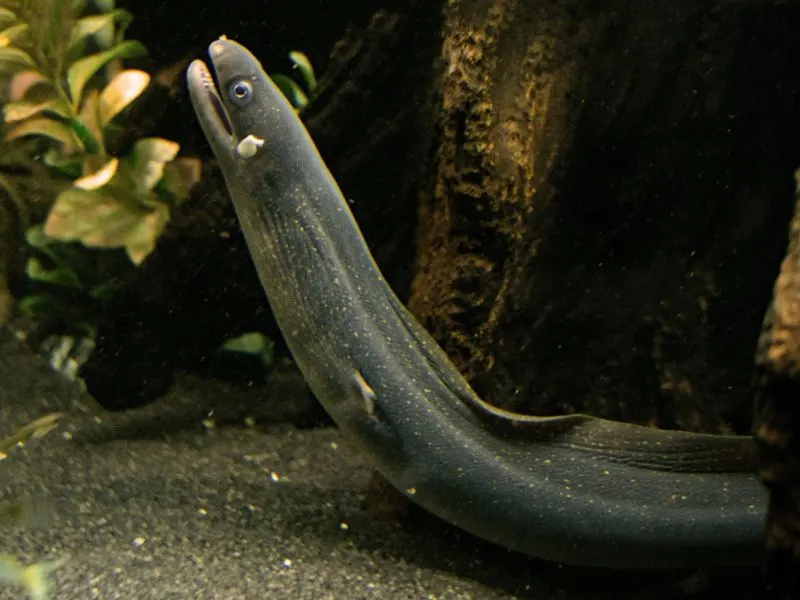 Cutthroat eel Cutthroat eel slithering and looking up
