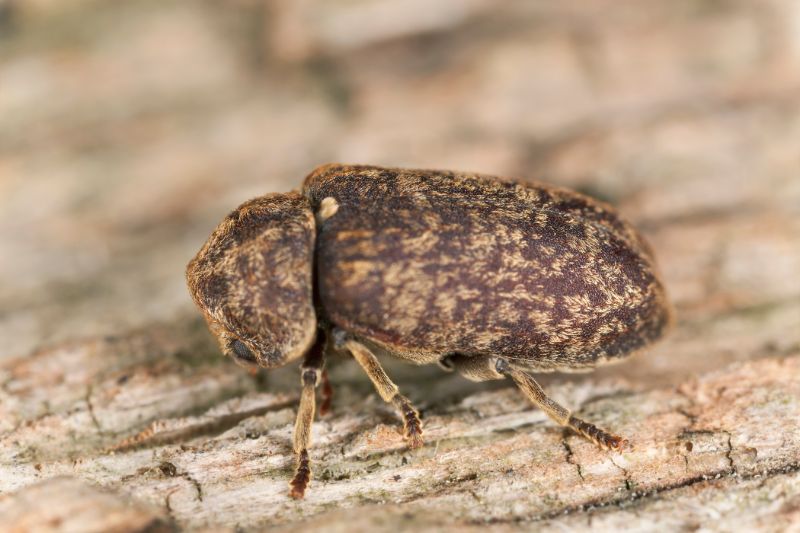 Brown deathwatch beetle