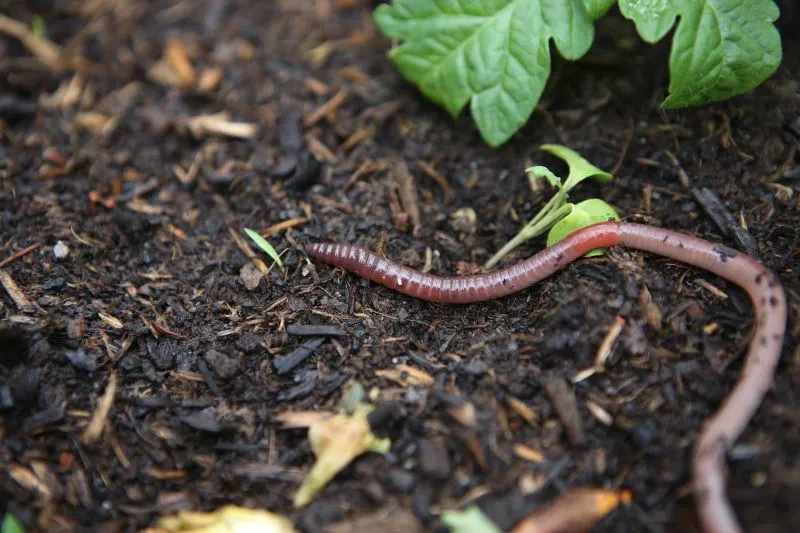 Earthworm on the soil