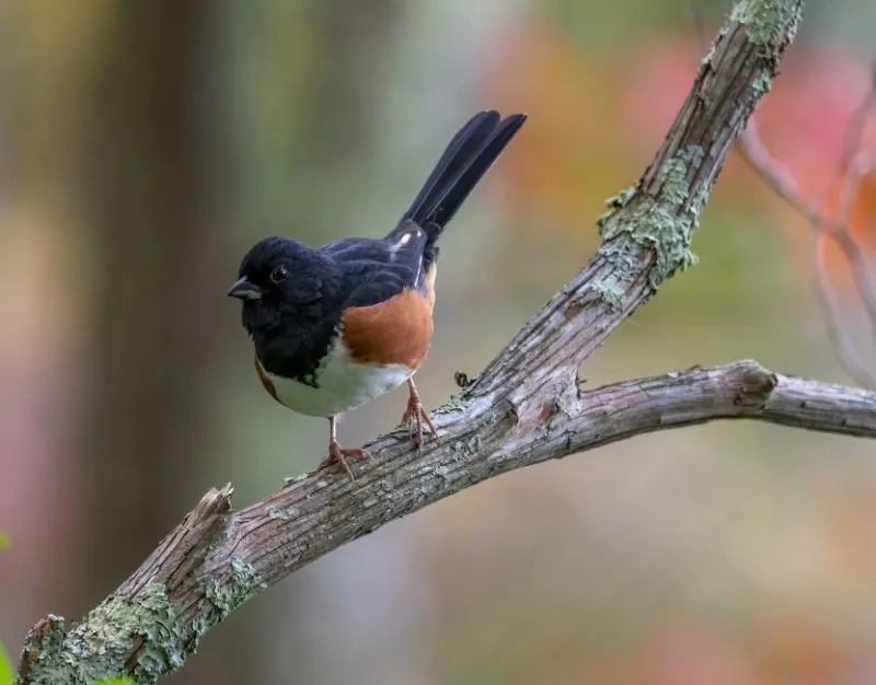 An Eastern Towhee