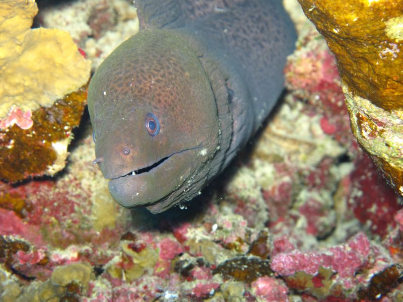 Eel anguillformes