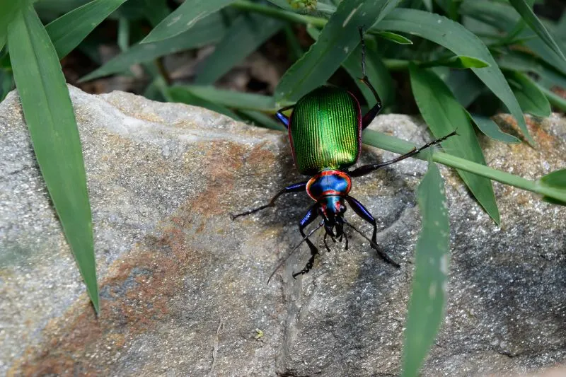 Fiery Searcher Caterpillar Hunter