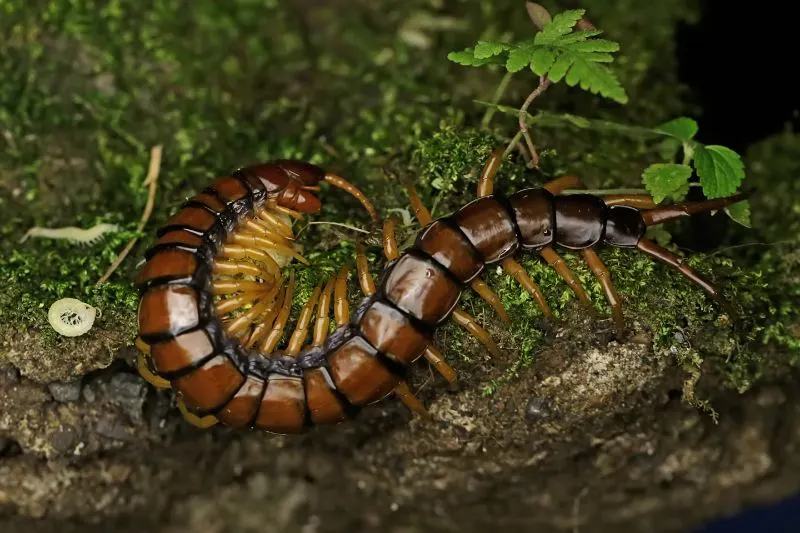 Giant centipede on the ground