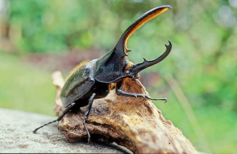 Hercules beetle with thick horns