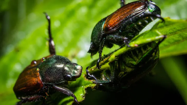 Are Beetles Bugs or Insects?