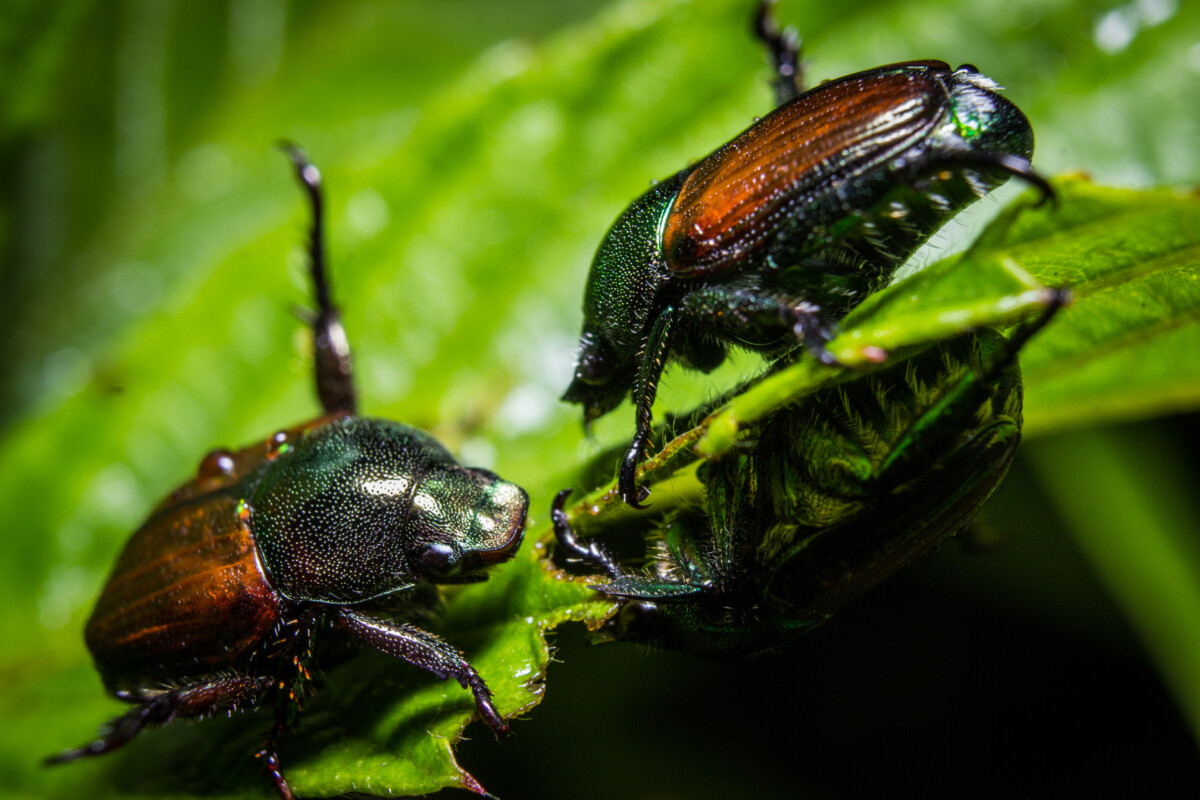 Two Japanese beetles