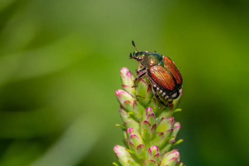 Japanese beetle feasting on a plant