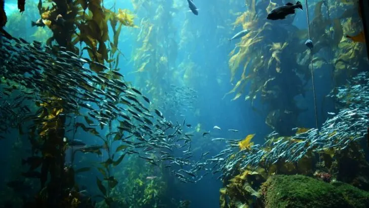 Kelp underwater