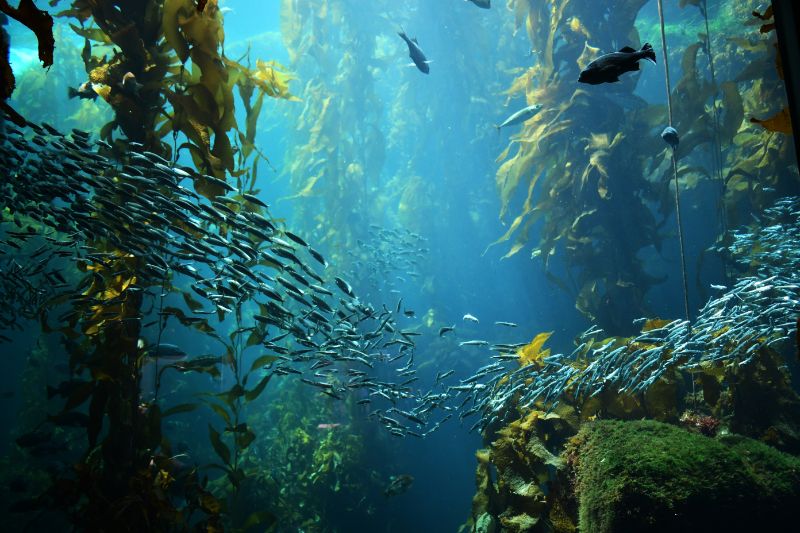 School of fish eating kelp