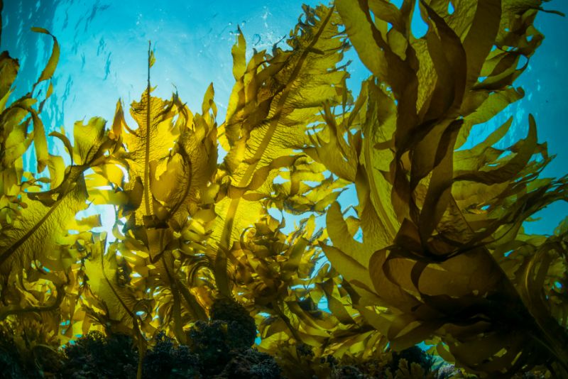 Kelps underwater and thru sunlight