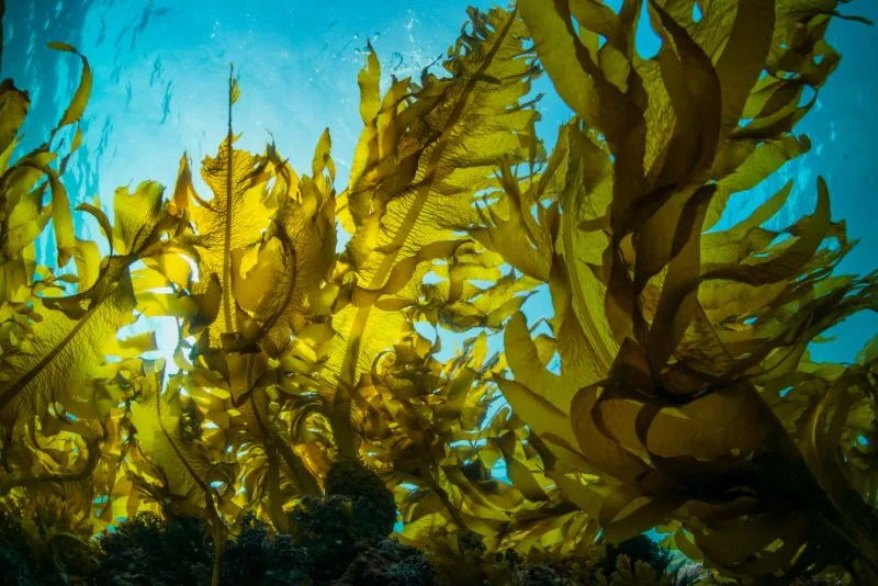 Kelps Kelps underwater and thru sunlight