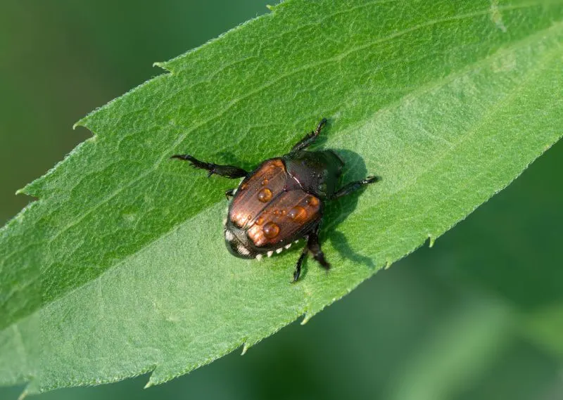 Leaf beetle on a leaf 