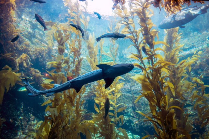 Leopard sharks feeding on kelp