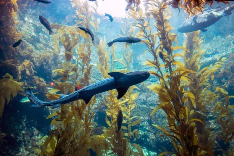 Leopard sharks eating kelp Leopard sharks feeding on kelp