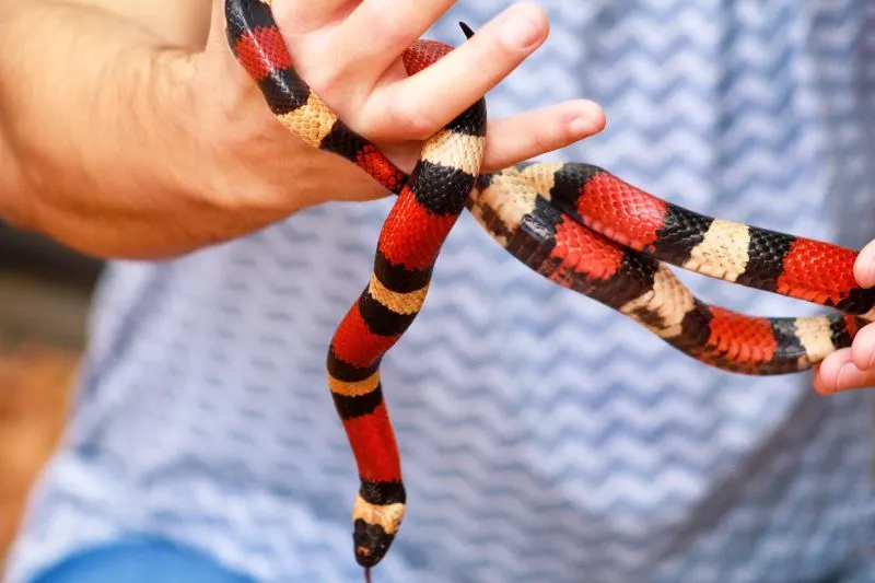 Man holds snake Man holds in hands reptile Milk snake