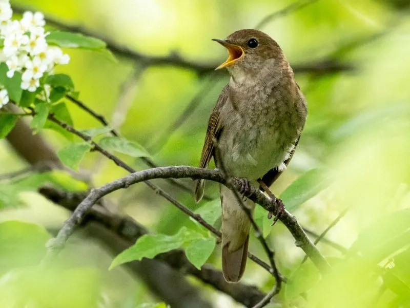 Nightingale on a bush of bird-cherry