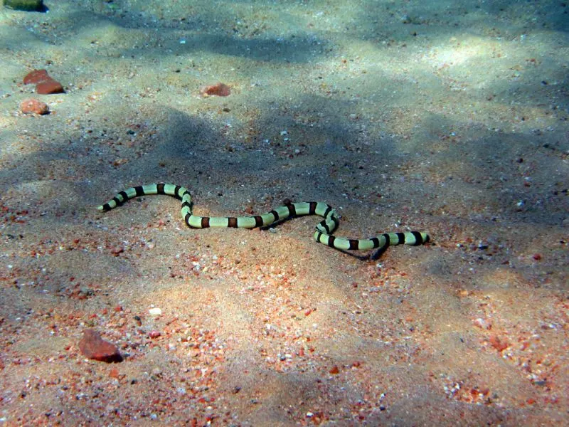 Ophichthidae on the ground