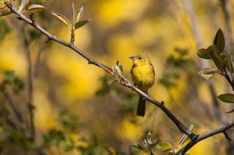 Orchard Oriole on a tree