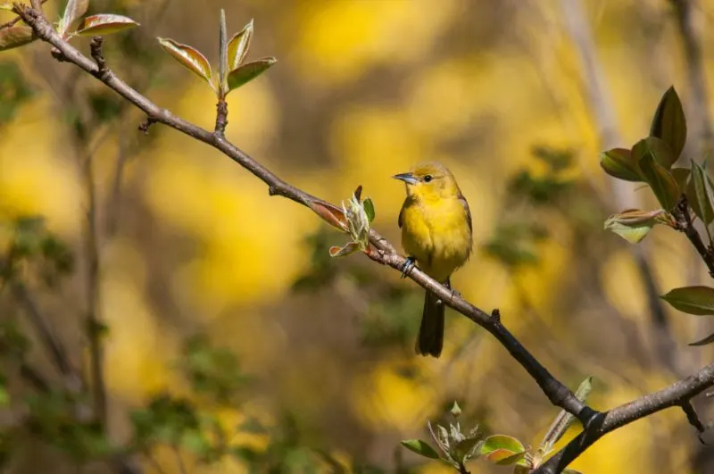 Orchard Oriole on a tree