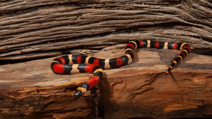Pueblan milk snake on a rock