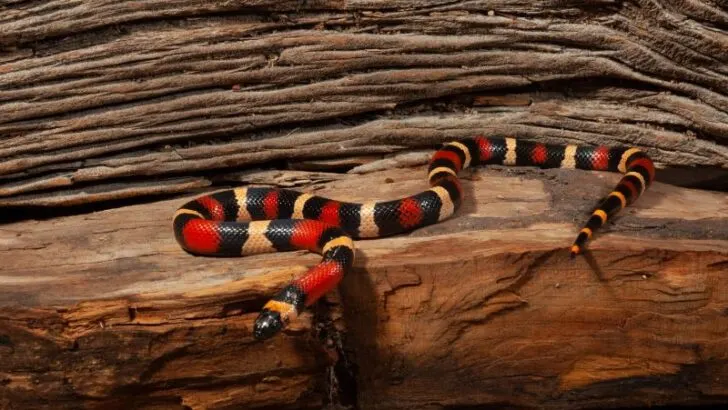 Pueblan milk snake on a rock