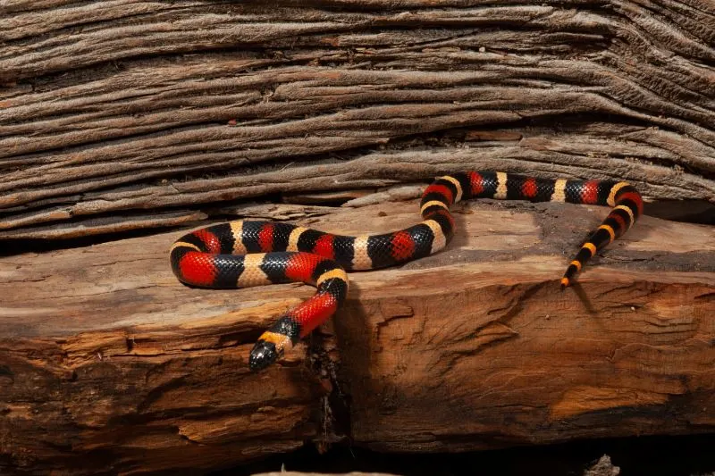 Pueblan milk snake on a rock