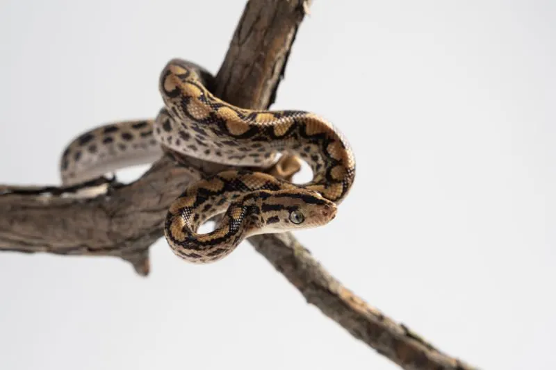 Puerto rican racer on a wooden branch