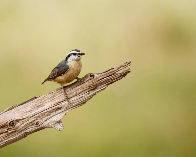 Red-breasted nuthatch perched on a broken tree branch