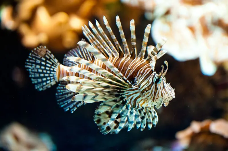 Red Lionfish underwater