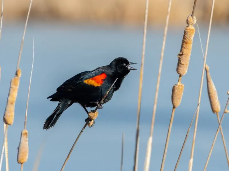 Red-winged Blackbird Red-winged Blackbird