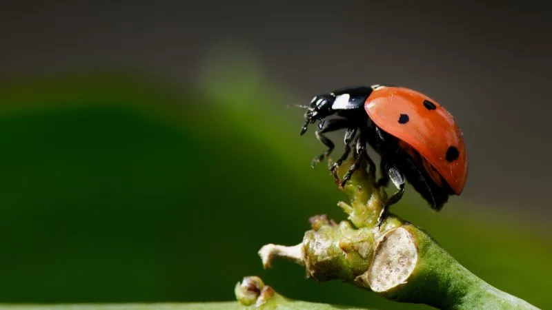 29 Different Types of Beetles Around the World