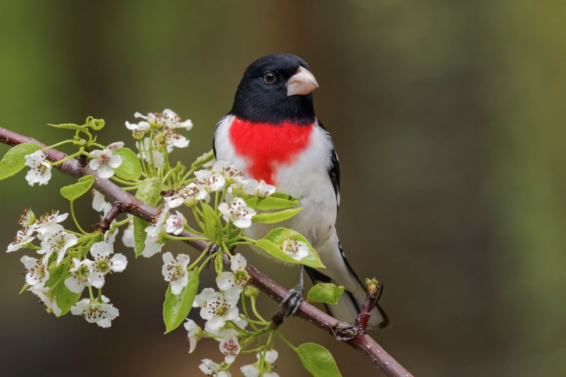 Rose Breasted Grosbeak