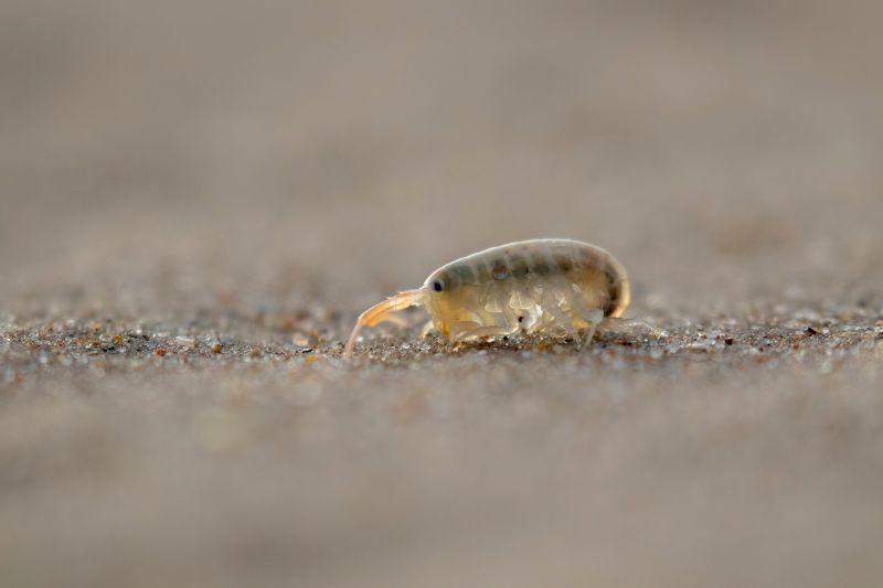 Sand fleas on close up