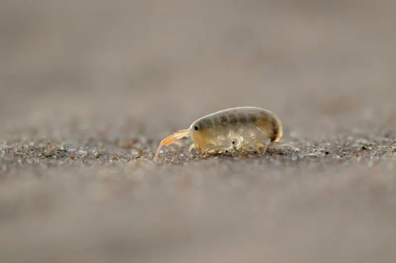 Sand fleas on close up