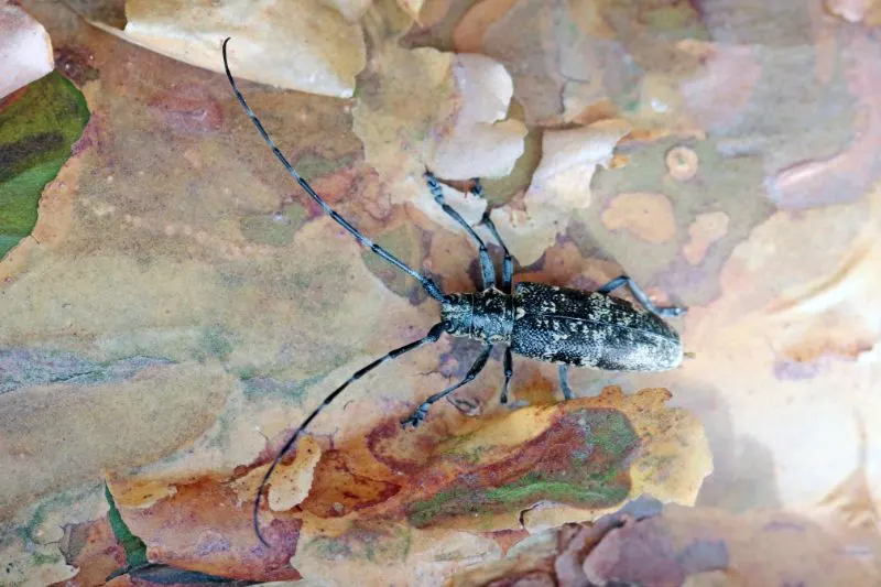 Black pine sawyer beetle Black pine sawyer beetle