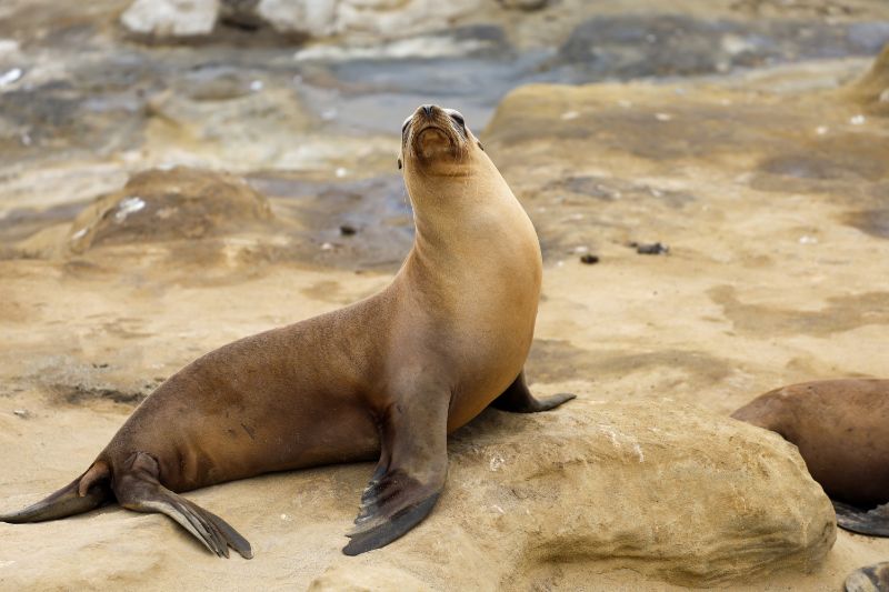 Sea-lion in the sea shore